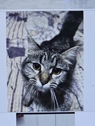 An adult small-sized female Domestic Short Hair cat named Tik for adoption in Cincinnati, OH