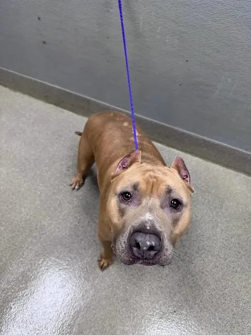 An adult small-sized male Pit Bull Terrier dog named Boss Da Vinci for adoption in Las Vegas, NV
