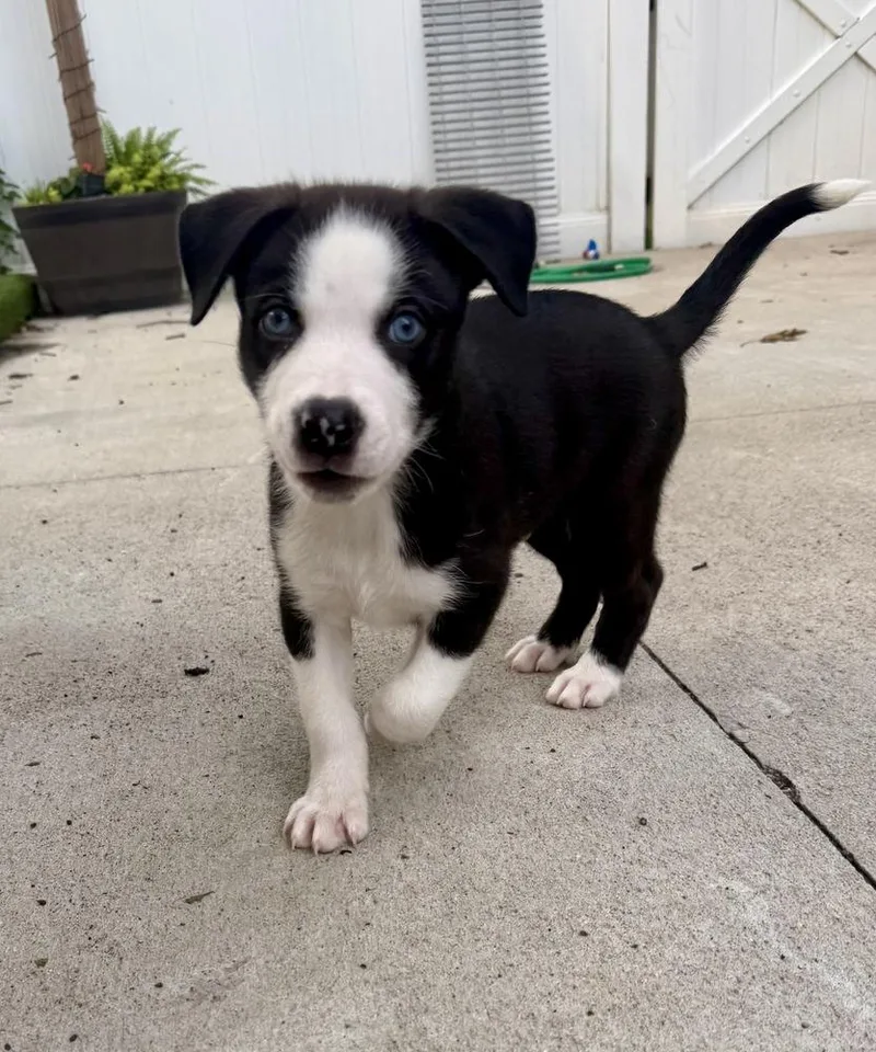 A baby large-sized male Tricolor (Brown, Black, & White) Labrador Retriever dog named Otto for adoption in Greenlawn, NY
