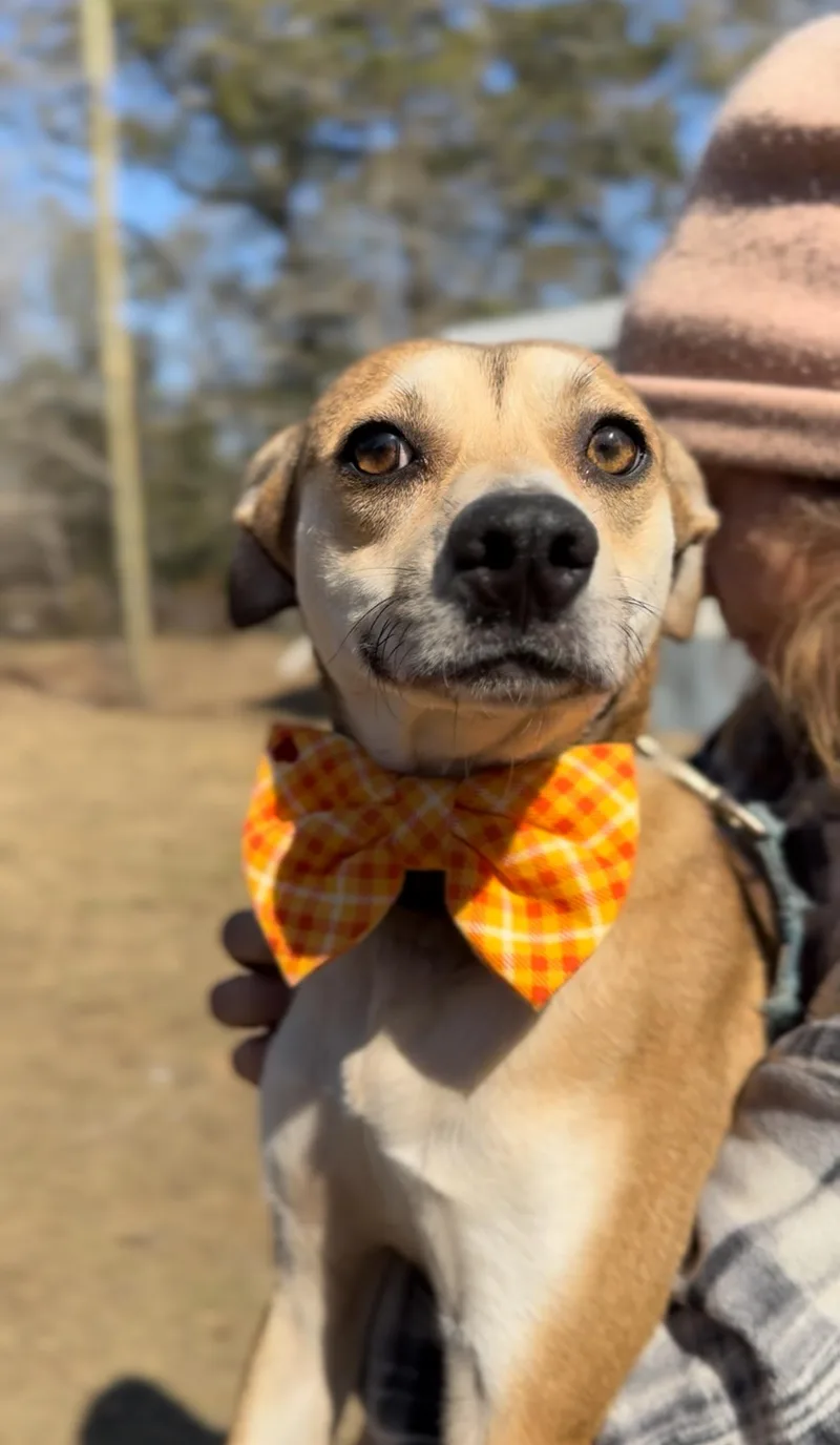 A young medium-sized male Apricot / Beige Chihuahua dog named Jaxon The Lovebug for adoption in Houston, TX