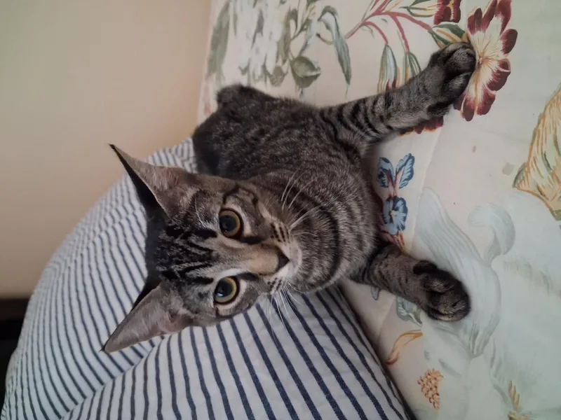 A baby small-sized female Brown / Chocolate Domestic Short Hair cat named Lily for adoption in La Jolla, CA