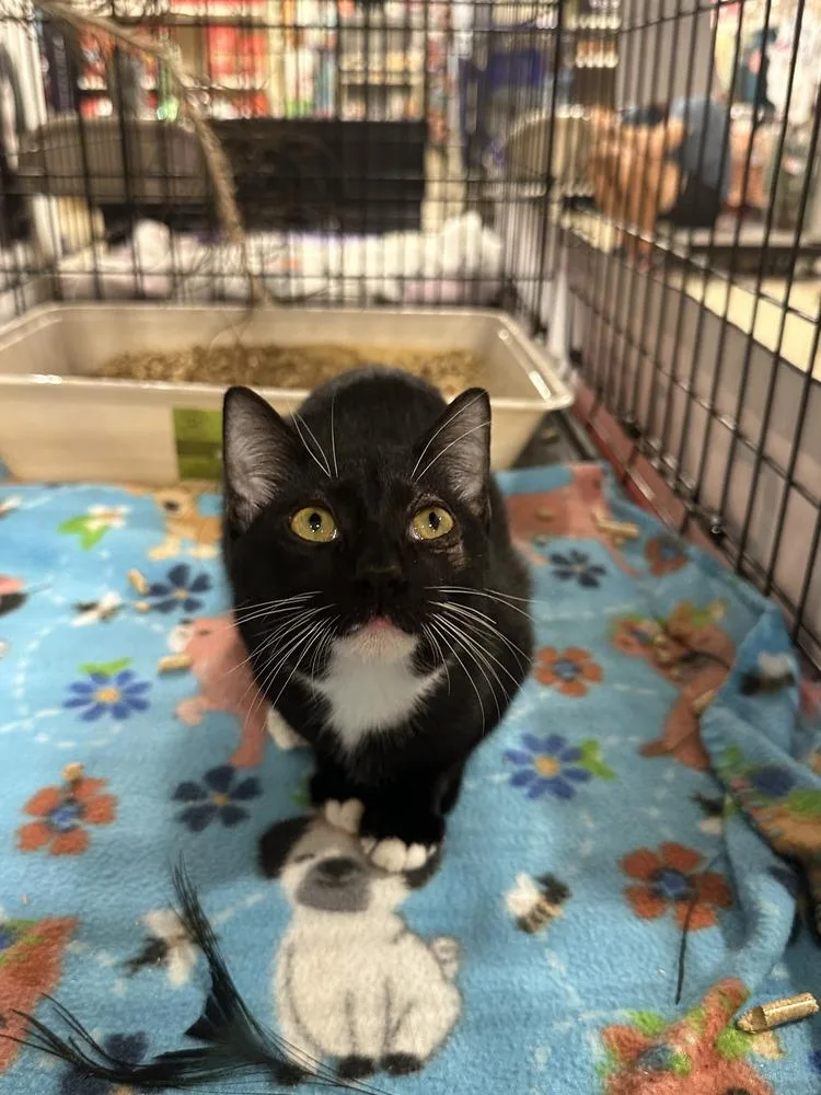 A baby small-sized female Black & White / Tuxedo Domestic Short Hair cat named Magic for adoption in Orlando, FL