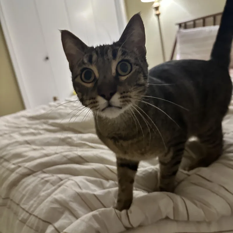 A baby small-sized male Tabby (Buff / Tan / Fawn) Domestic Short Hair cat named Canvas for adoption in Bentonville, AR