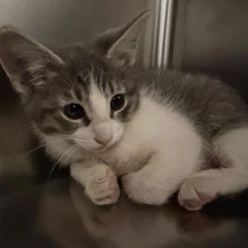 A baby small-sized male White Domestic Short Hair cat named Digiorno for adoption in Cody, WY