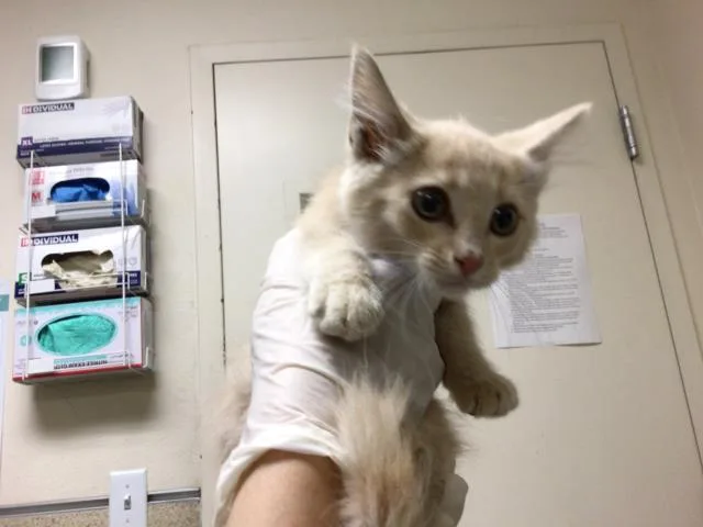 A baby small-sized male Domestic Short Hair cat named Red for adoption in Riverside, CA