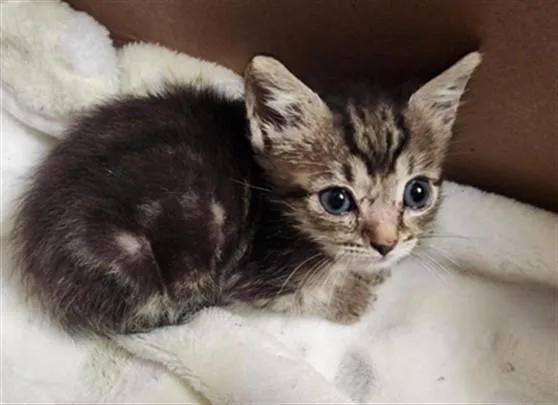 A baby large-sized male Domestic Short Hair cat named Victor for adoption in Fort Lauderdale, FL