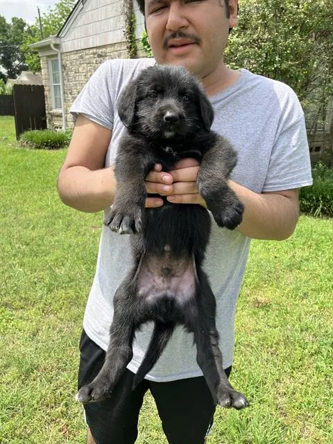 A baby large-sized male Mixed Breed dog named Echo for adoption in Dallas, TX