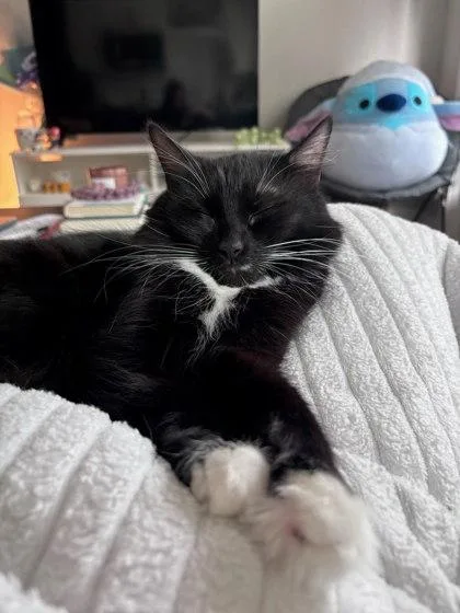 An adult large-sized female Domestic Medium Hair cat named Fidilly for adoption in Chamblee, GA