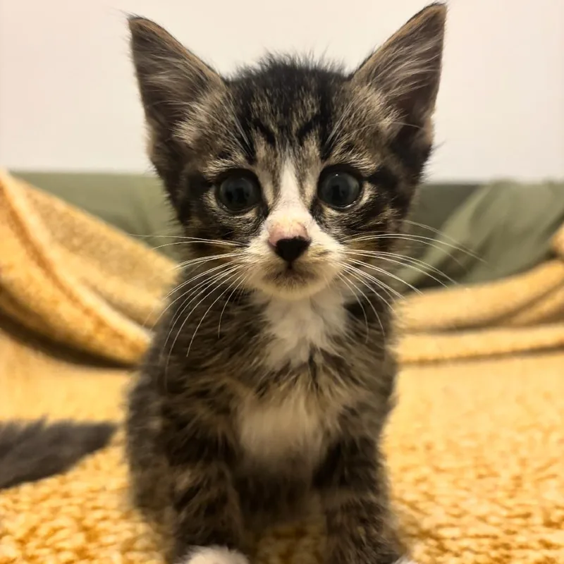 A baby small-sized male Brown / Chocolate Domestic Short Hair cat named Purrcival for adoption in Ferndale, MI