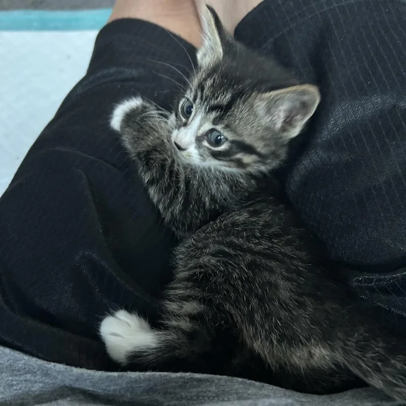 Purrcival thumbnail 2
