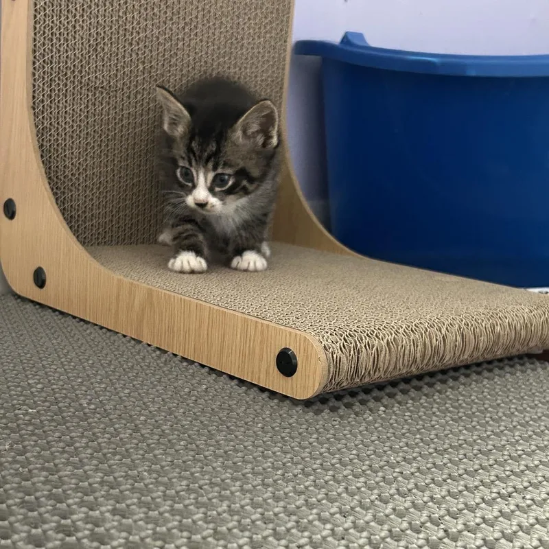 Purrcival thumbnail 3