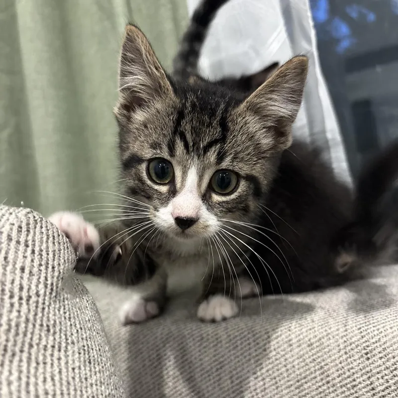 Purrcival thumbnail 4