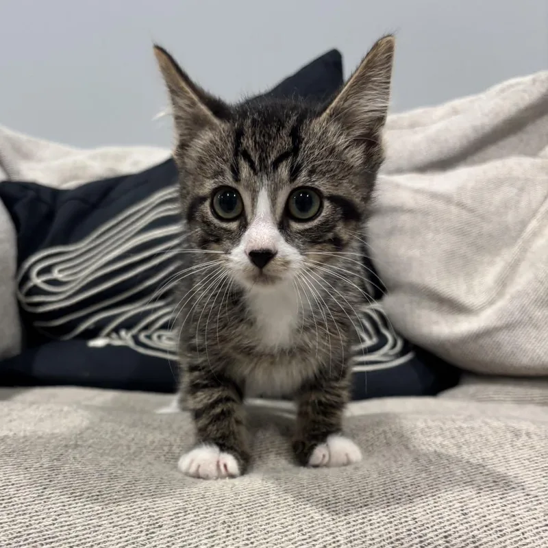 Purrcival thumbnail 5