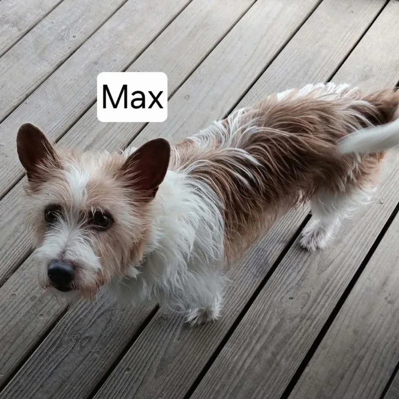 An adult small-sized male Jack Russell Terrier dog named Max for adoption in Spring Hill, KS