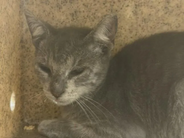 A baby small-sized female Domestic Short Hair cat named Purdee for adoption in Los Angeles, CA
