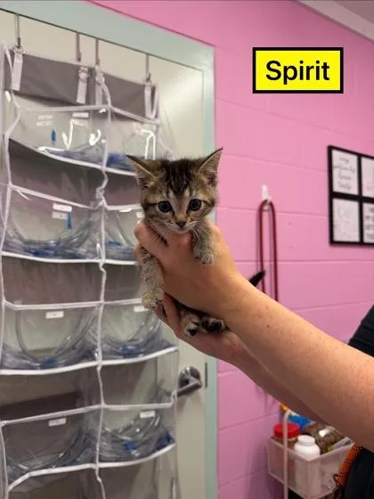 A young small-sized male Domestic Short Hair cat named Spirit for adoption in Columbus, IN