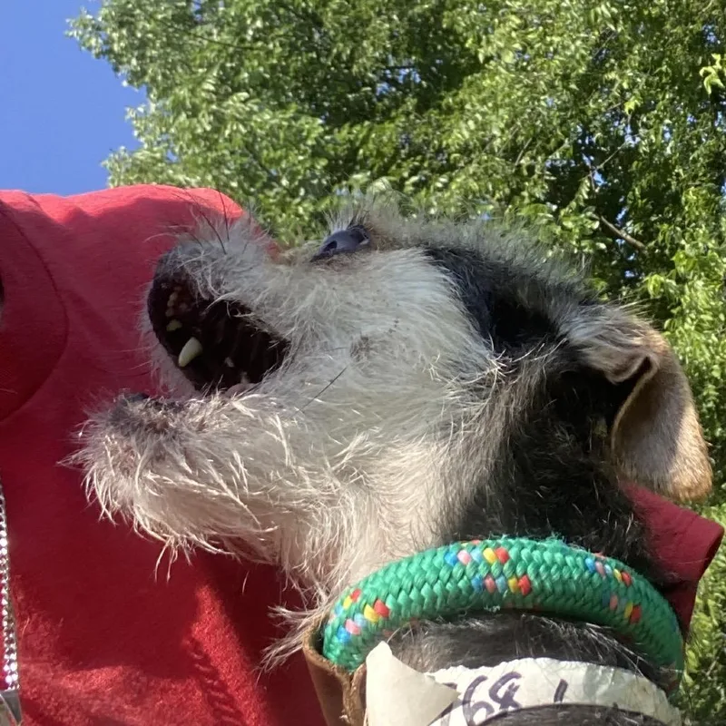 LuLu