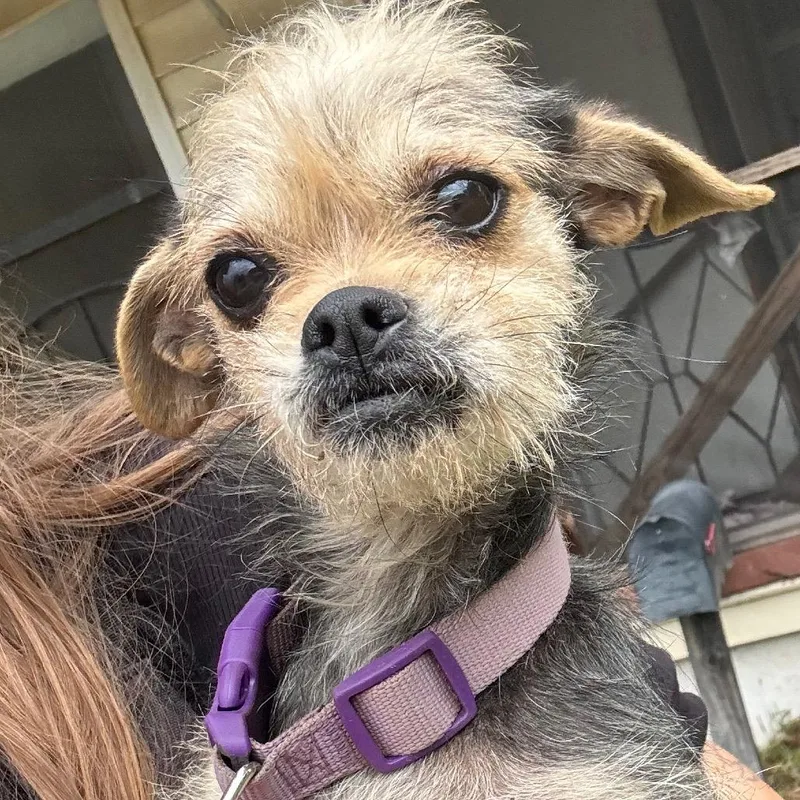 LuLu thumbnail 5