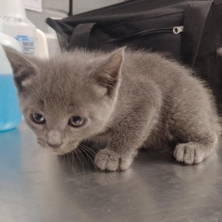 A baby small-sized female Gray / Blue / Silver Domestic Short Hair cat named Gorgonzola for adoption in Allentown, PA