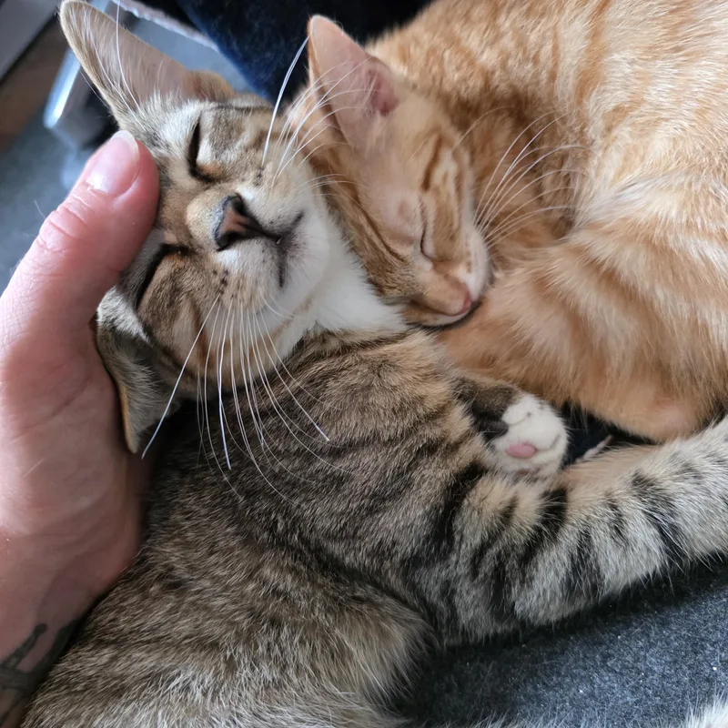 A baby large-sized male Tabby (Brown / Chocolate) Domestic Short Hair cat named Titan for adoption in Wilmington, NC