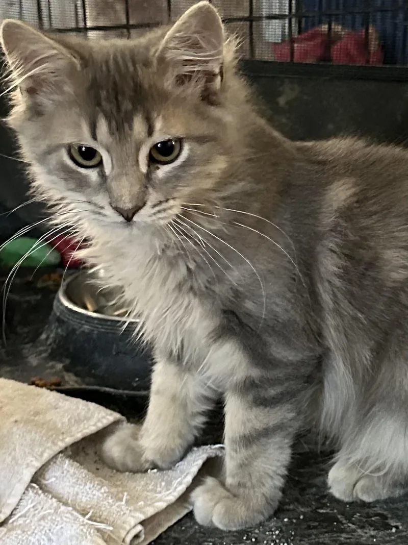 Biscuit