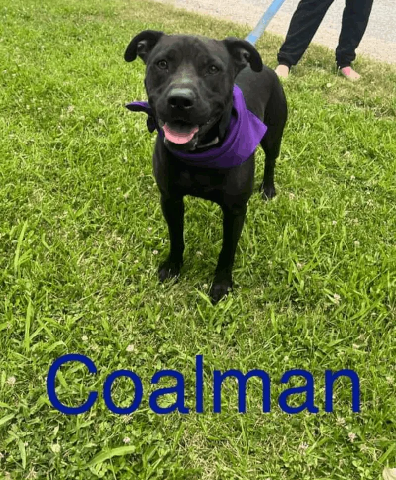Coalman