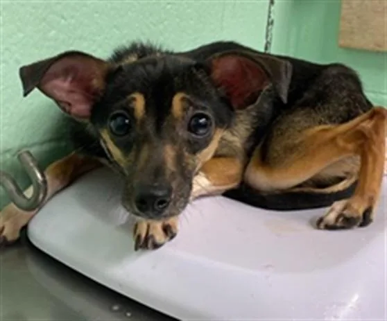 A young small-sized female Chihuahua dog named Tiny Paws for adoption in Sacramento, CA