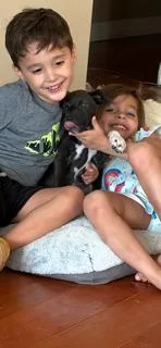 A young medium-sized female Black Labrador Retriever dog named Lulu for adoption in Scottsdale, AZ