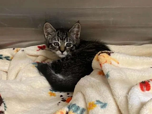 A baby small-sized female Domestic Short Hair cat named Cupcake for adoption in Tustin, CA