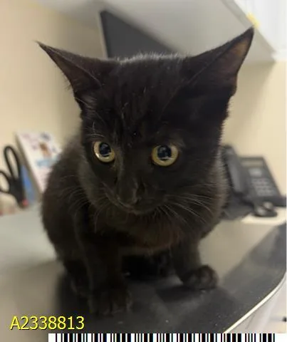 A baby small-sized female Domestic Short Hair cat named Kenzie for adoption in West Palm Beach, FL