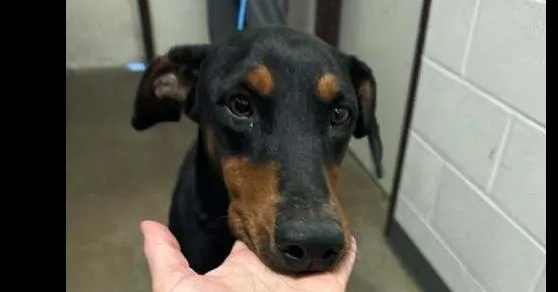 An adult large-sized female Tricolor (Brown, Black, & White) Doberman Pinscher dog named Morticia for adoption in Dallas, TX