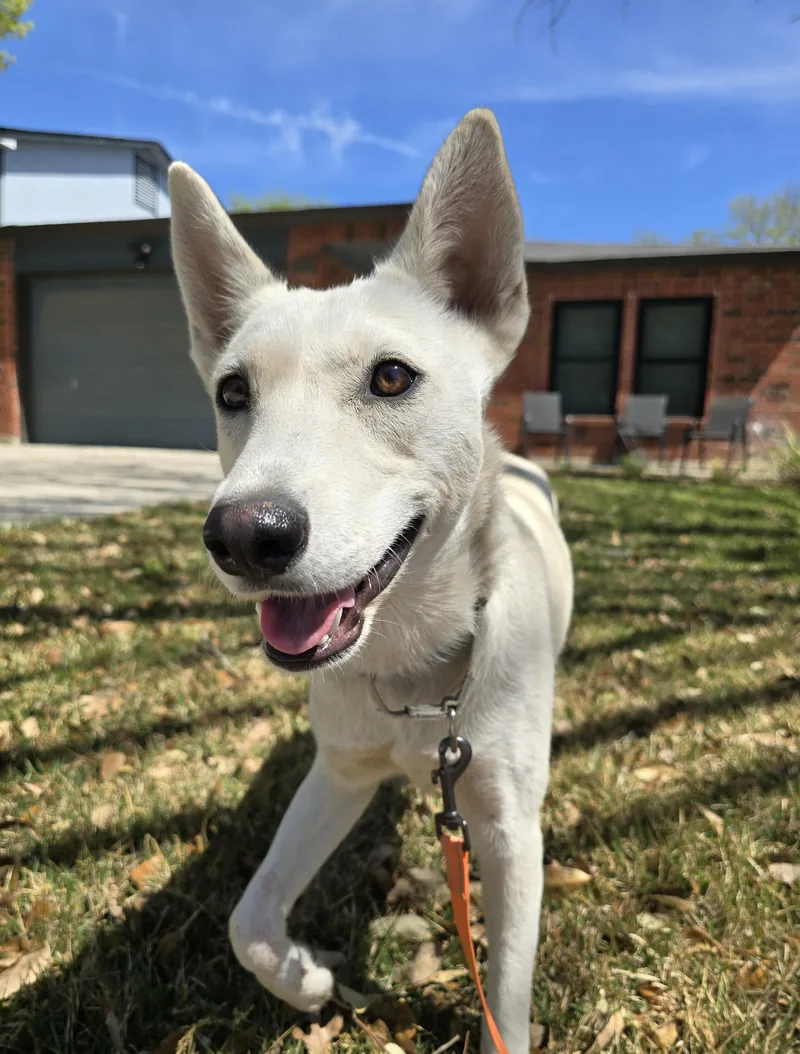A young medium-sized female White / Cream Husky dog named Foxy for adoption in San Antonio, TX