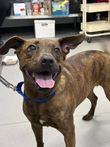 An adult large-sized female Mixed Breed dog named Nala for adoption in West Chester, PA