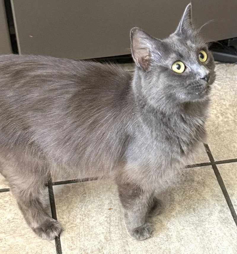 An adult medium-sized female Gray / Blue / Silver Domestic Long Hair cat named Moira Rose for adoption in Ventura, CA