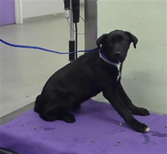 A baby small-sized female Labrador Retriever dog named Mallorie for adoption in Houston, TX