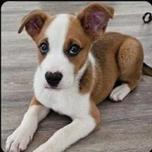 A young small-sized male Brown / Chocolate Terrier dog named Rowdy for adoption in Clearwater, FL