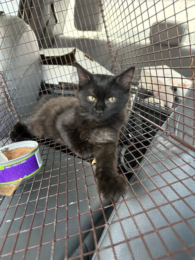 A baby small-sized male Domestic Medium Hair cat named Bindi for adoption in New Braunfels, TX