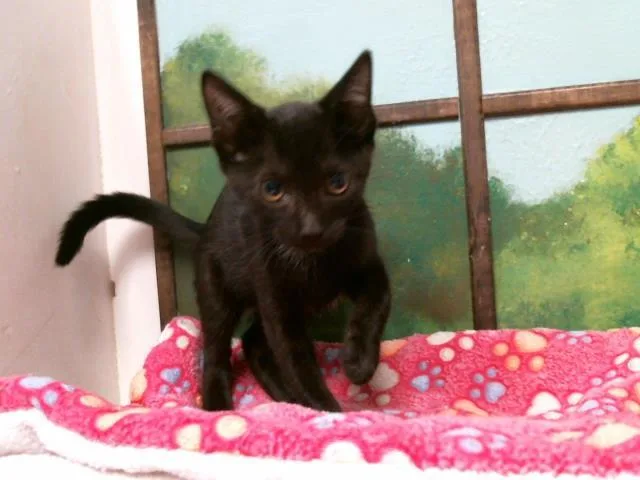 A baby small-sized female Domestic Short Hair cat named Beauty for adoption in Houston, TX