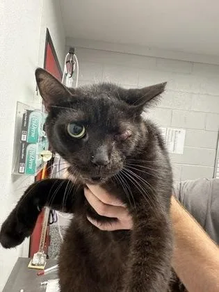 An adult small-sized male Domestic Short Hair cat named Frank for adoption in West Chester, PA