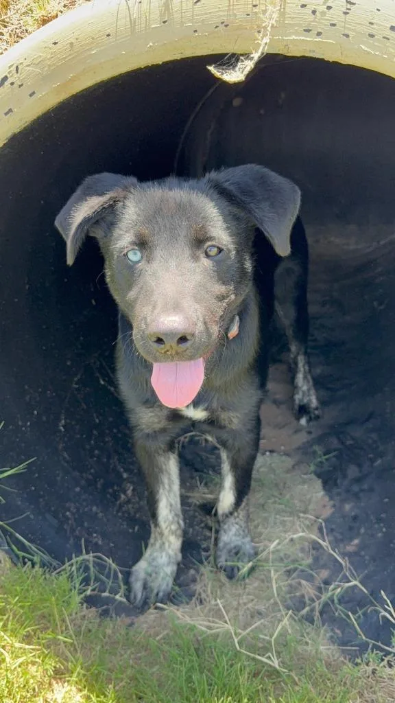A baby medium-sized male German Shepherd Dog dog named Apollo for adoption in Glen Rose, TX