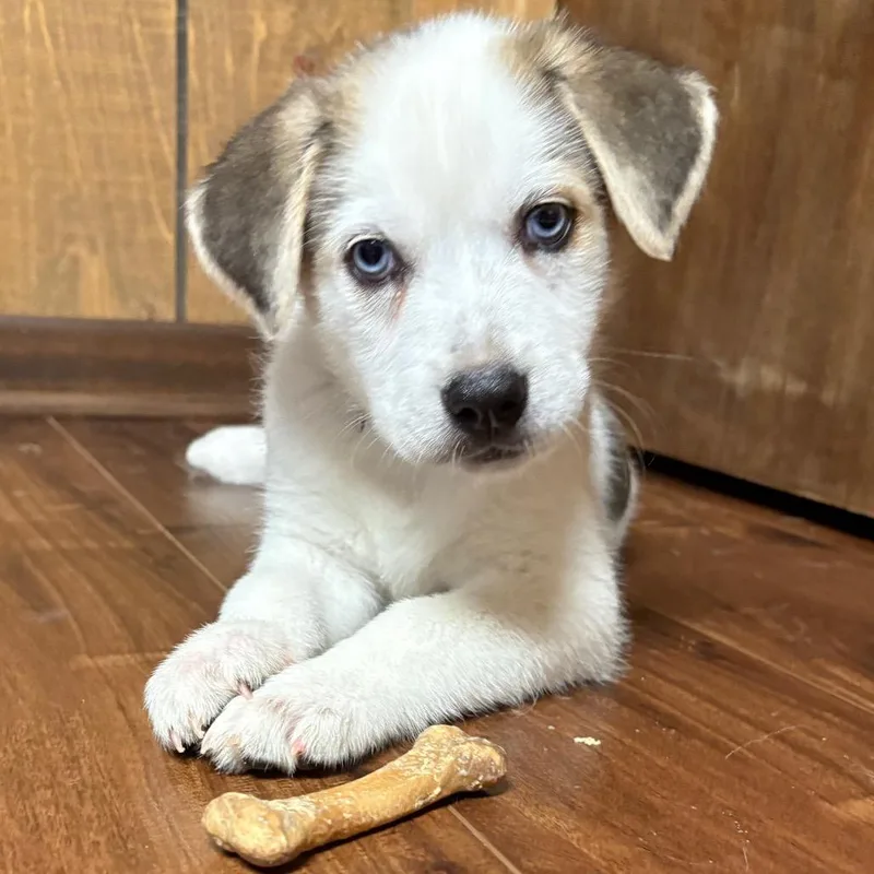 A baby small-sized female White / Cream Mixed Breed dog named Relish for adoption in Buffalo, MN