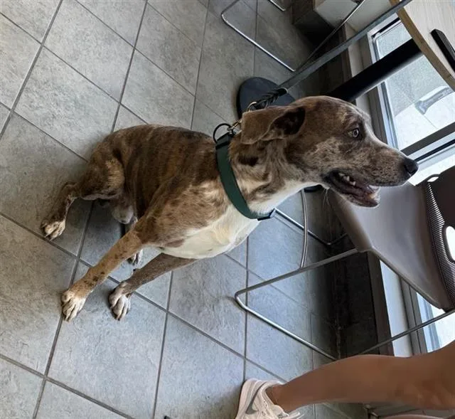 An adult medium-sized male Catahoula Leopard Dog dog named Shiner for adoption in San Antonio, TX