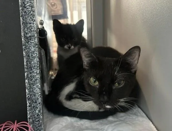 A young small-sized female Domestic Short Hair cat named Jasmine for adoption in Ridgewood, NY