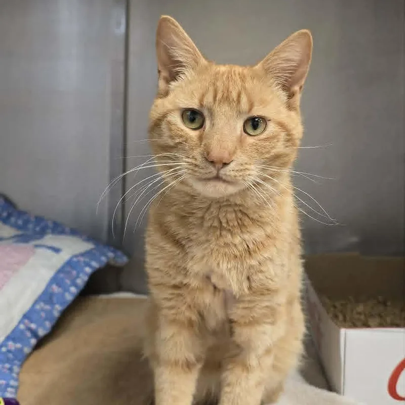 A young medium-sized male Tabby (Orange / Red) Domestic Short Hair cat named Palmer for adoption in Orange, VA