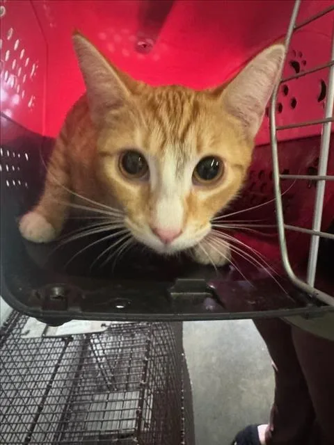 A young large-sized female Domestic Short Hair cat named Cebolla for adoption in Los Angeles, CA