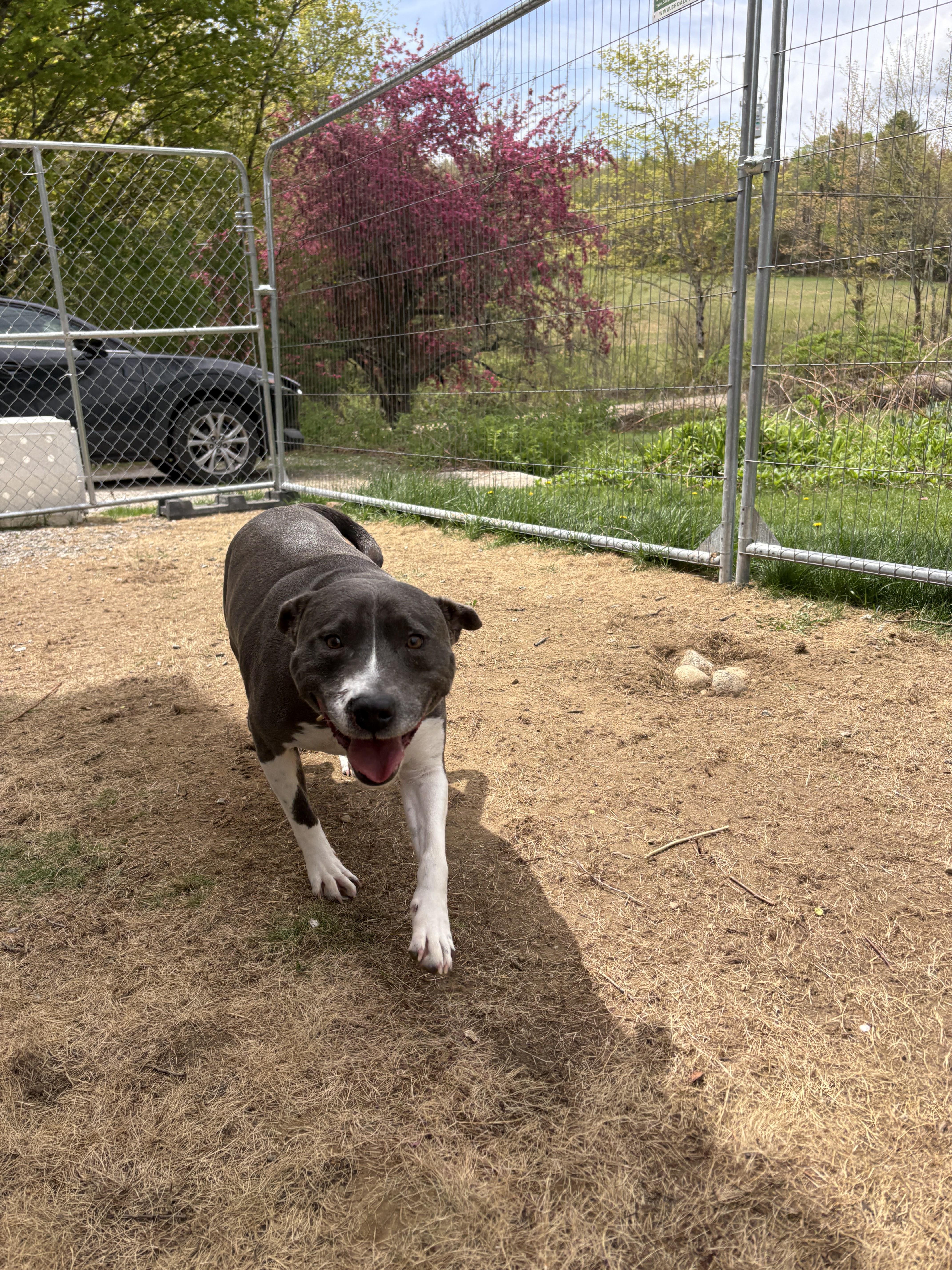 A young medium-sized female Gray / Blue / Silver Pit Bull Terrier dog named Eva Jane for adoption in New Boston, NH