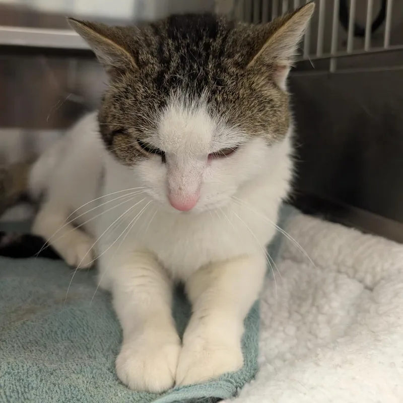 Chuck Norris thumbnail 2