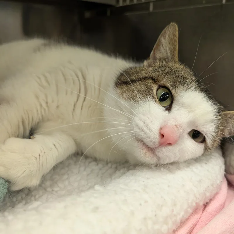 Chuck Norris thumbnail 3