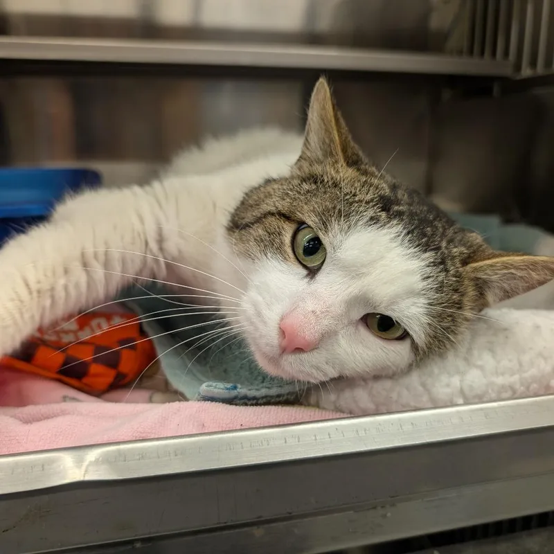 Chuck Norris thumbnail 4