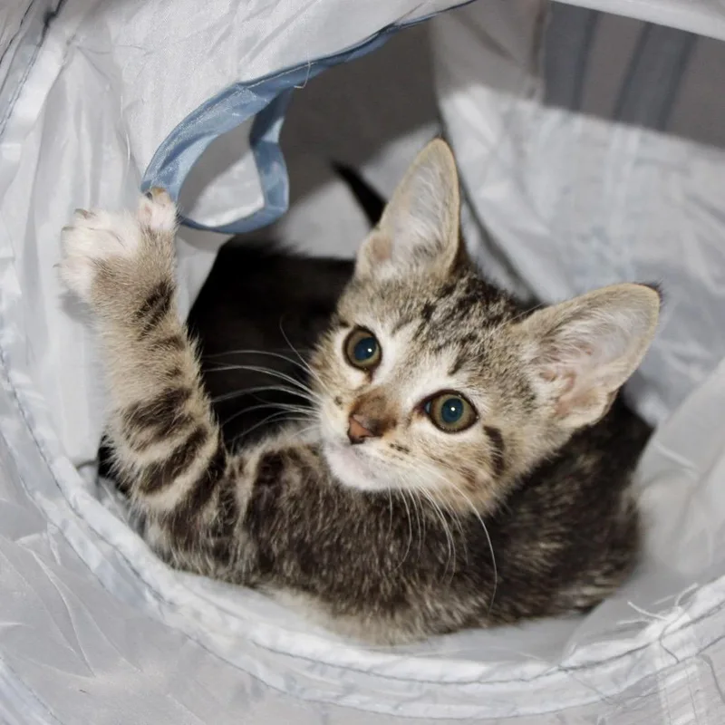 A baby small-sized male Brown / Chocolate Domestic Short Hair cat named Elliot for adoption in Corpus Christi, TX